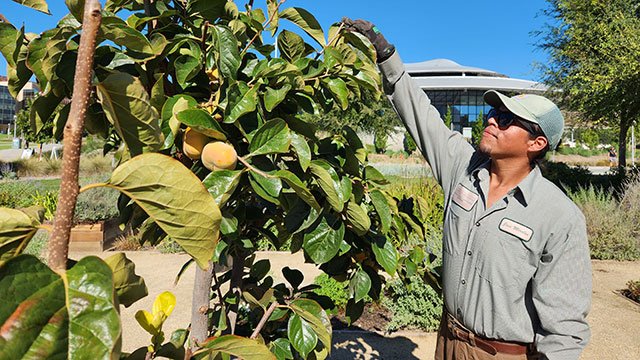 Jose Mireles, who earned certification as an arborist, inspects a persimmon tree near the Centerpointe dining facility.