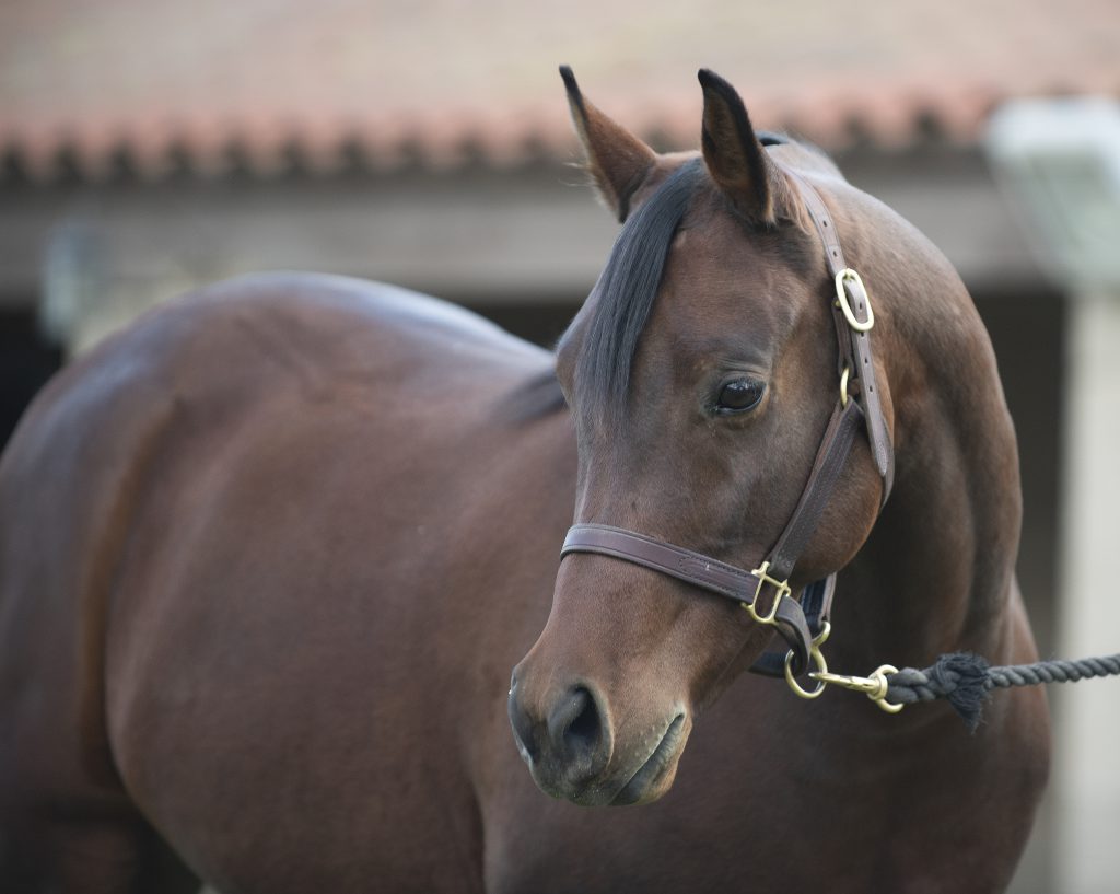 Blake the horse at the WK Kellogg Arabian Horse Center. 