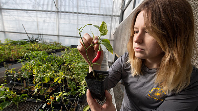 Cal Poly Pomona student Britt Rhodiner examines baby pepper plants in February. Credit: Tom Zasadzinski, university photographer