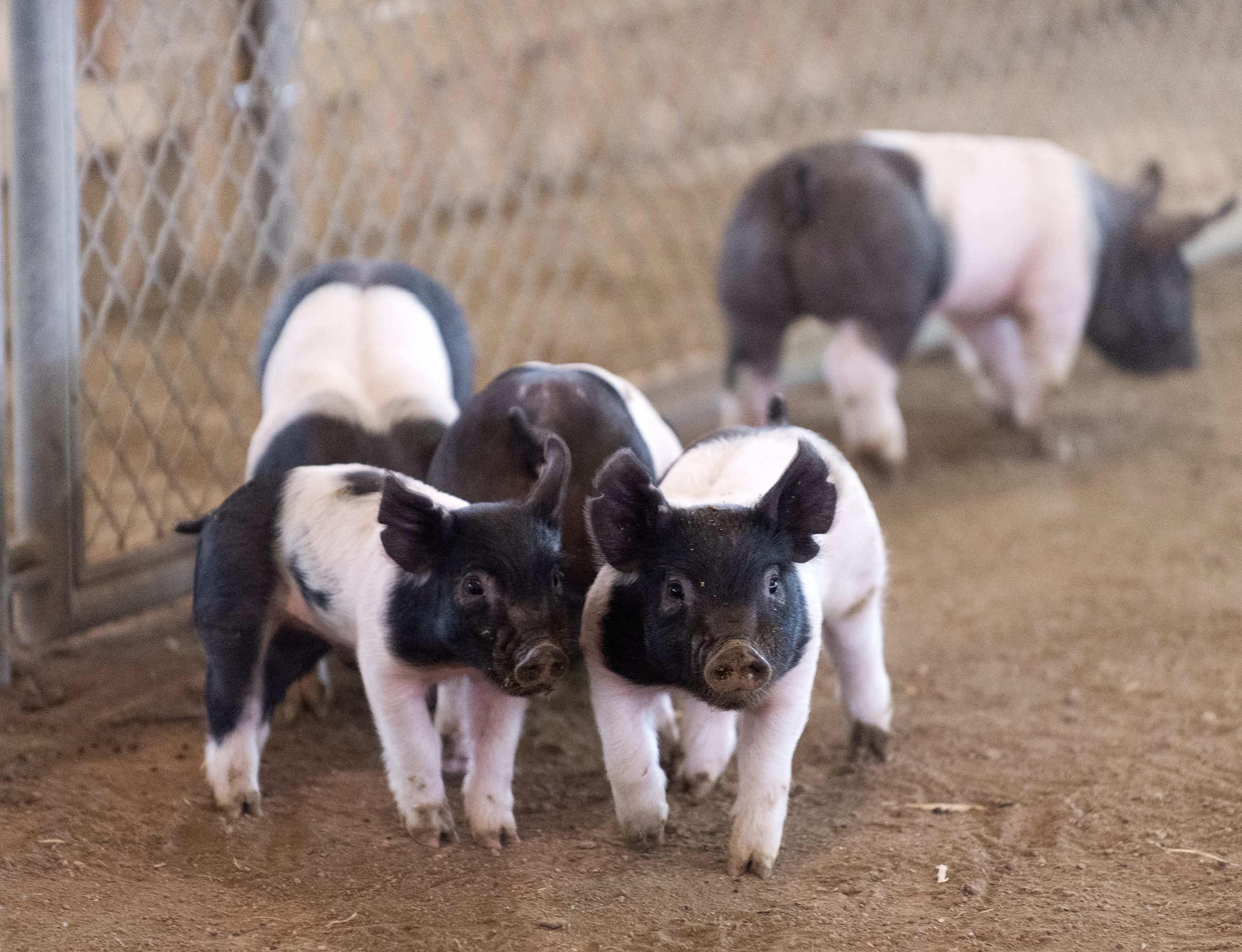 CPP Students And Farm Animals To Star At LA County Fair PolyCentric cpp-students-and-farm-animals-to-star-at-la-county-fair-polycentric