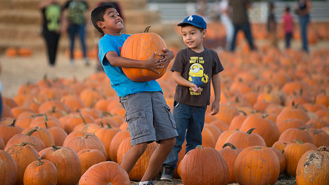 Two boys picking up pumpkins at the Cal Poly Pomona pumpkin patch