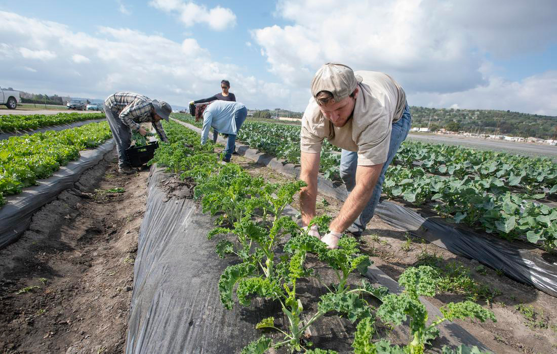 Students farming at Spadra Farms