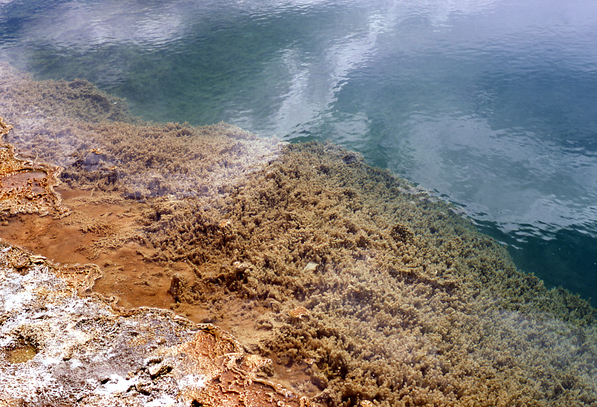 Photo Credit: Algae in pool at West Thumb, Frank Walker