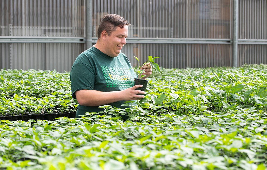 Farm Store employee admires greenhouse peppers.