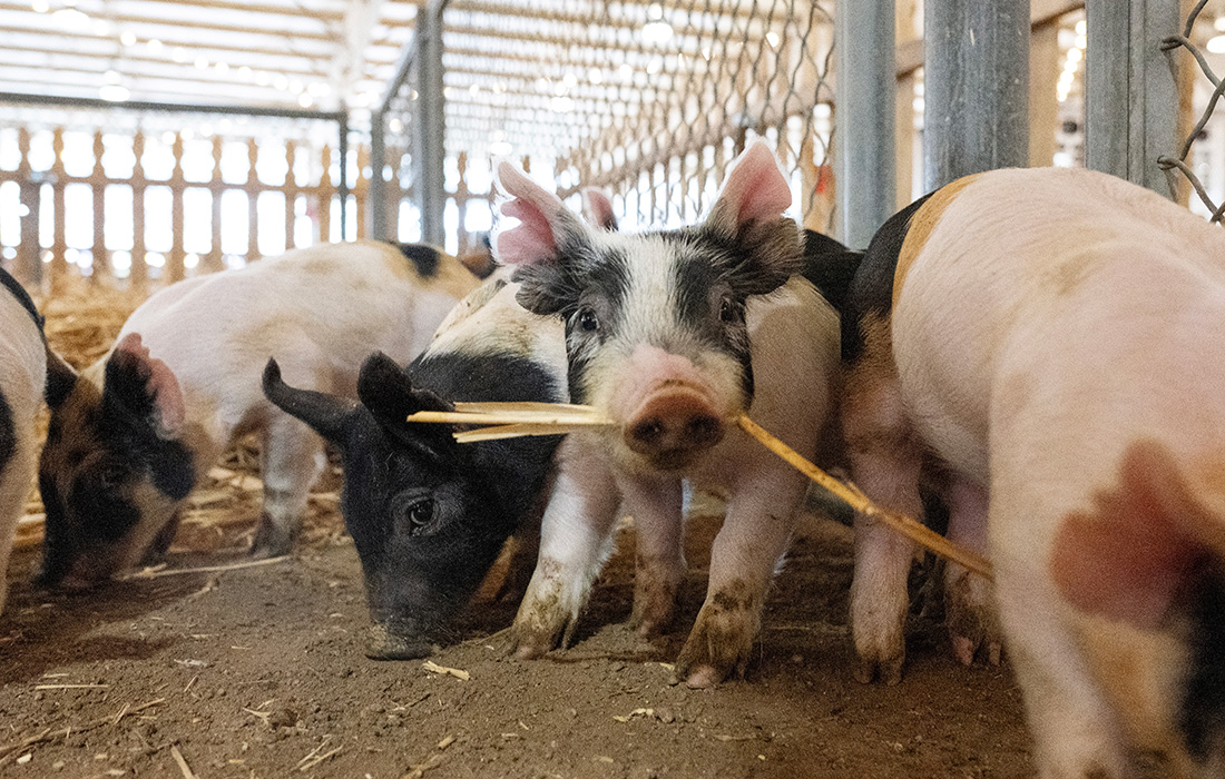 Cal Poly Pomona piglets at the LA County Fair.