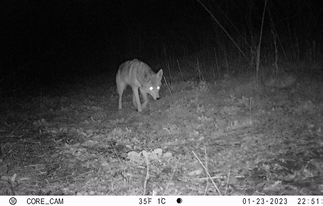 Coyote