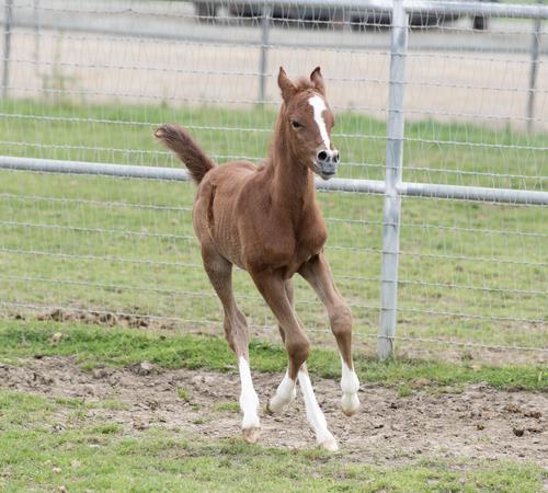 A filly named CP Soraya running in the fields