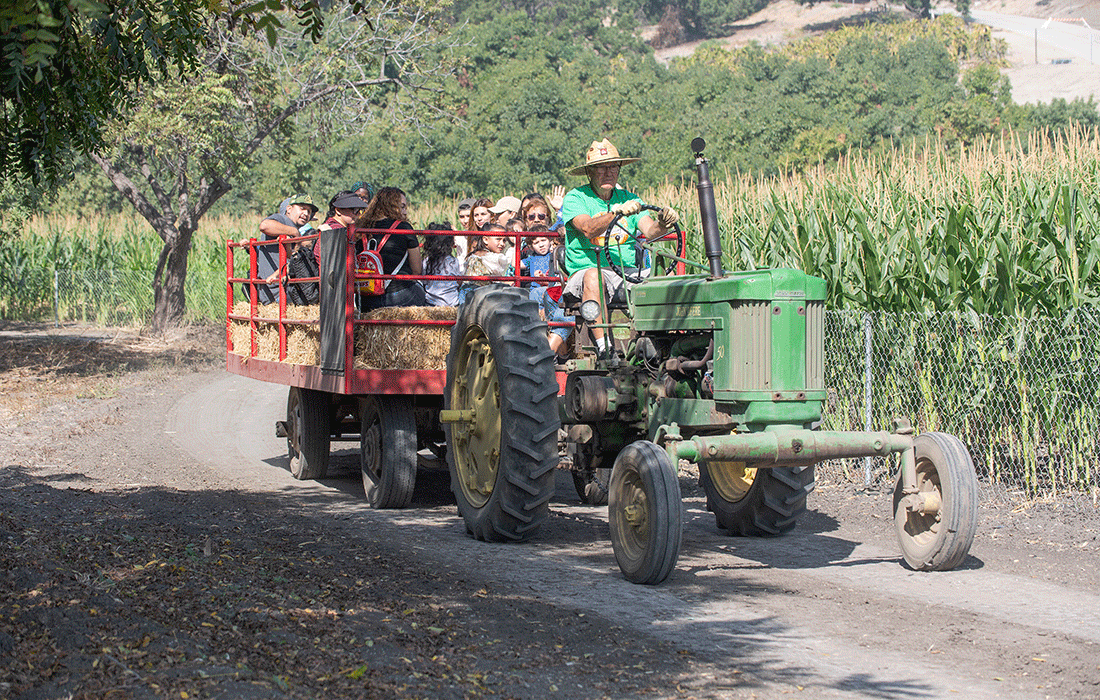 Families ride a tractor at the pumpkin festival