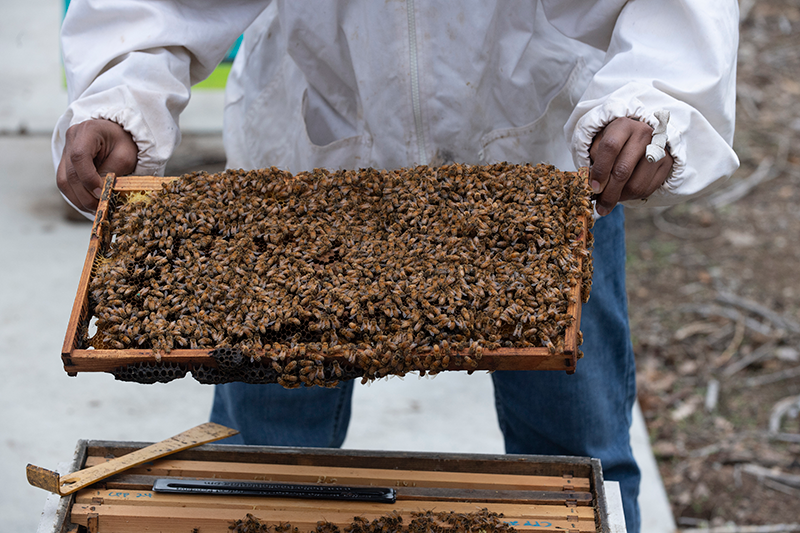 A student holds a honeycomb with Bees at the apiary.