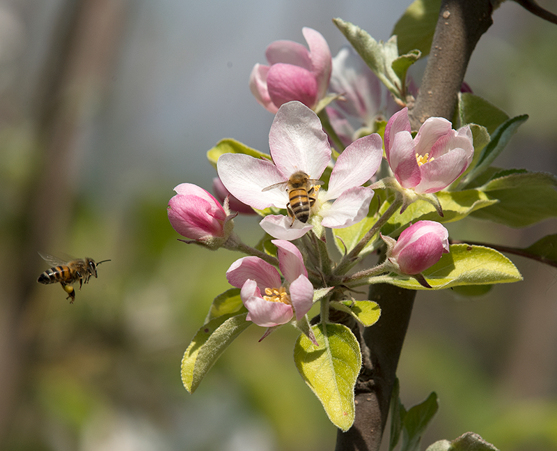 Bees on Apple blossoms at the Lyle Center for Regenerative Studies