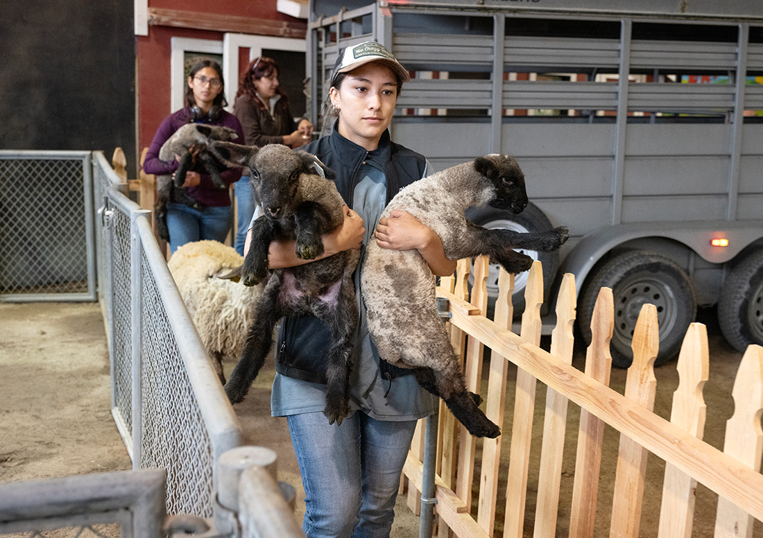 Cal Poly Pomona students unload the trailer with baby goats at the LA County Fair. 