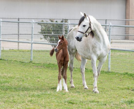CP B Dazzled with her foal, Clover, a 4 day old Arabian filly