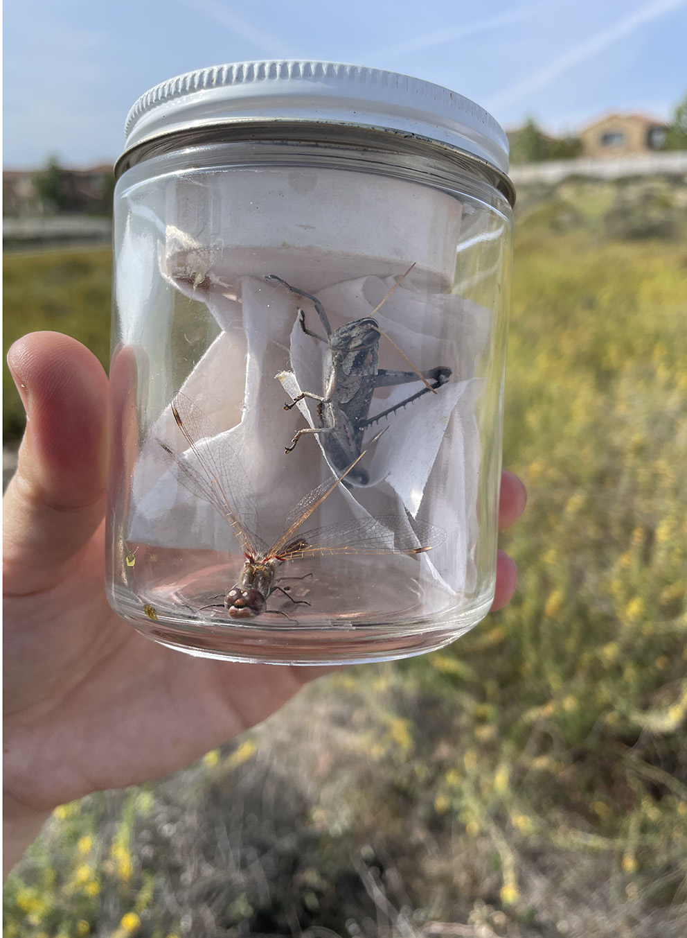 Student holds a glass jar with a grasshopper inside.