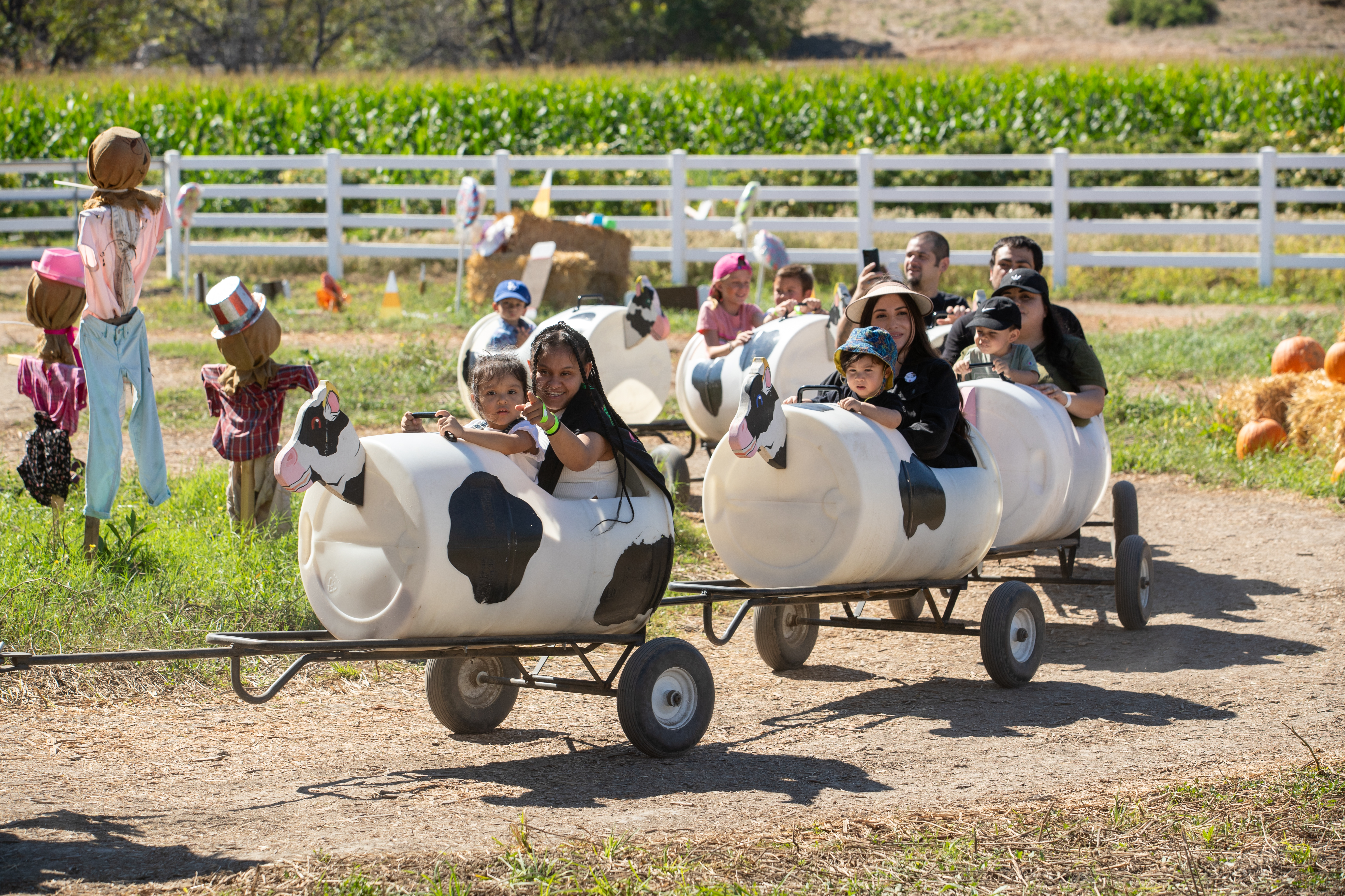Small children ride on the cow train at PumpkinFest.