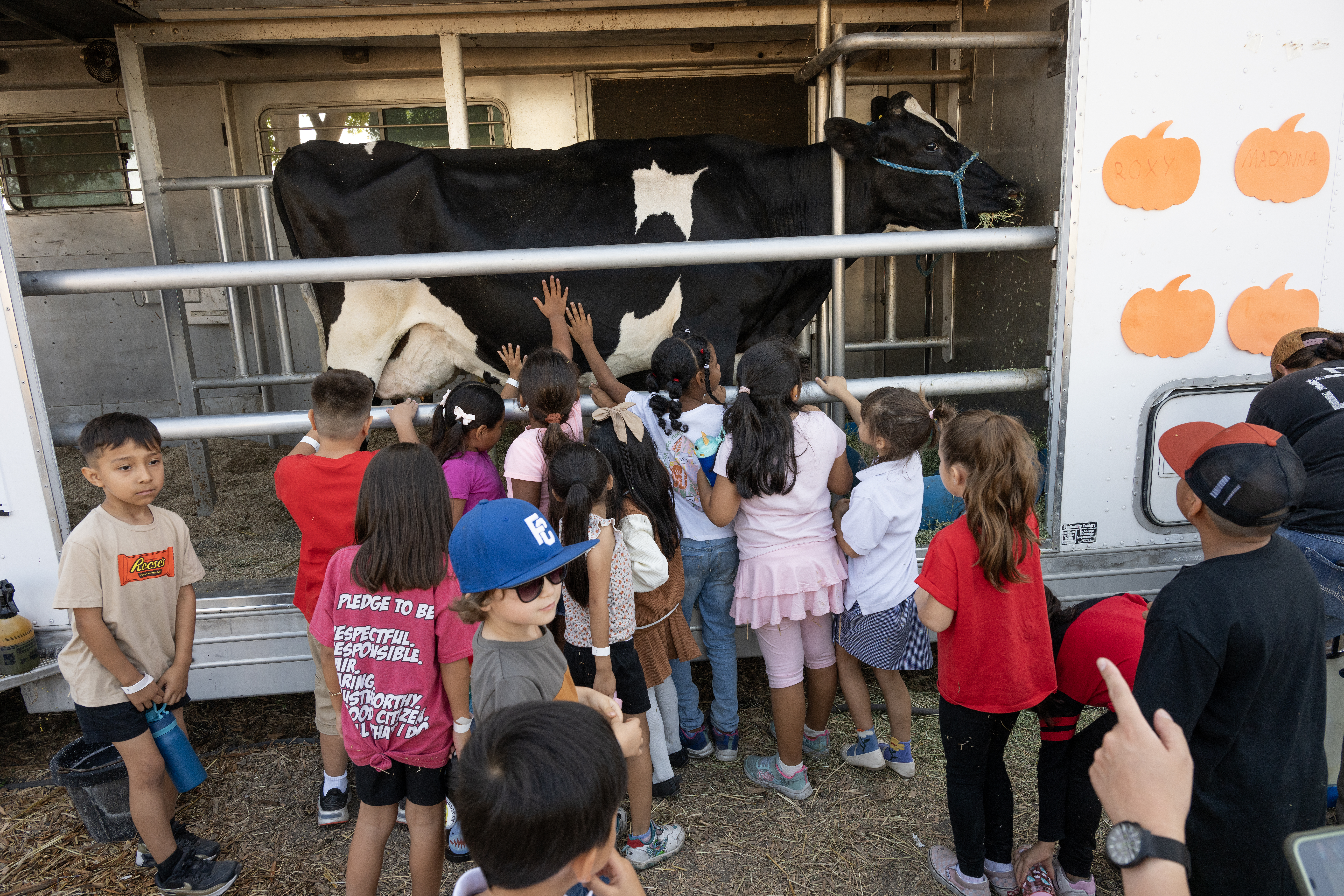 Children on a field trip learn about Cows during a PumpkinFest Field trip,