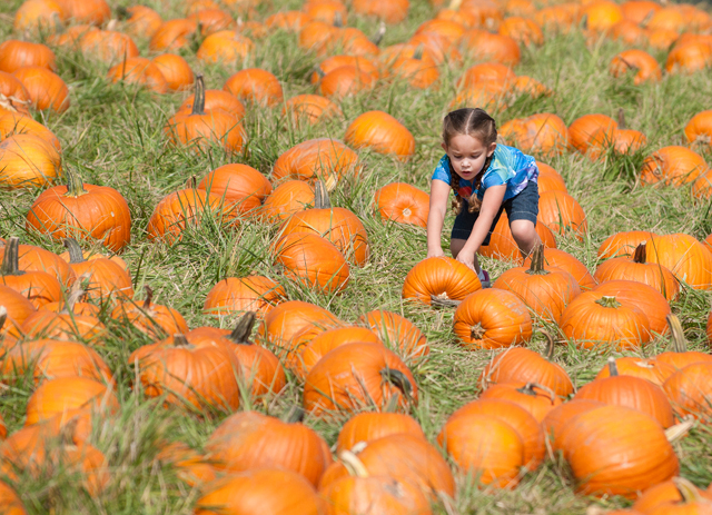 Pumpkin Festival's Roots Run Deep