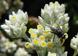A fly crawls on a white rabbit-tobacco (Pseudognaphalium leucocephalum).