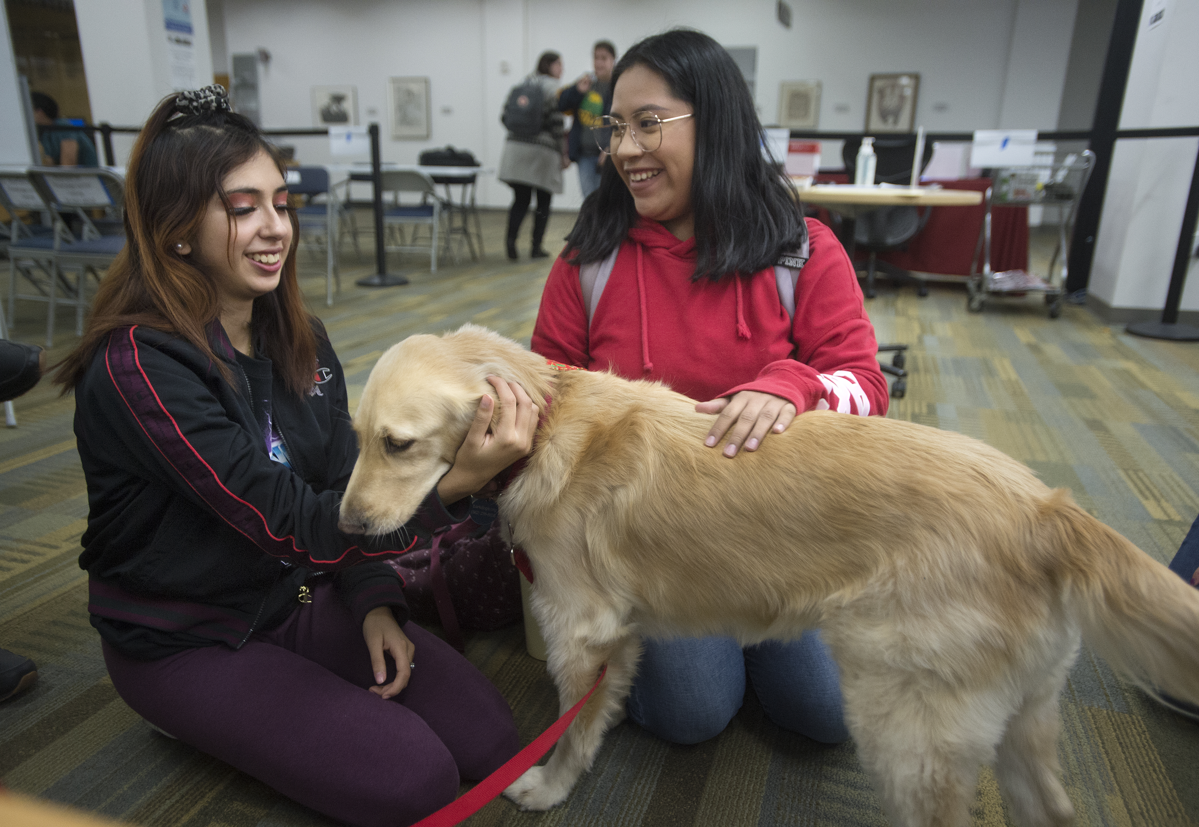 Therapy dogs at the Library