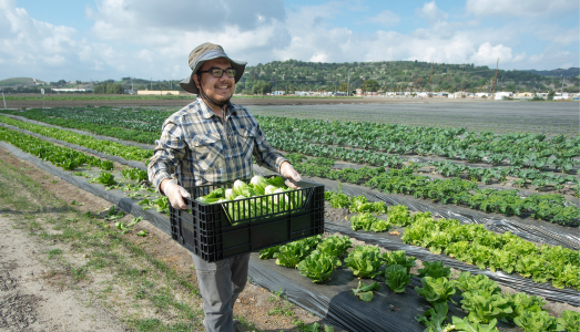 Student carrying his produce in a field.