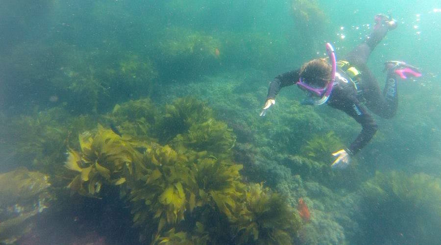 Someone snorkeling