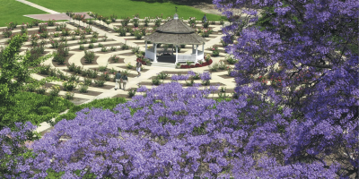 Rose Garden with Jacaranda