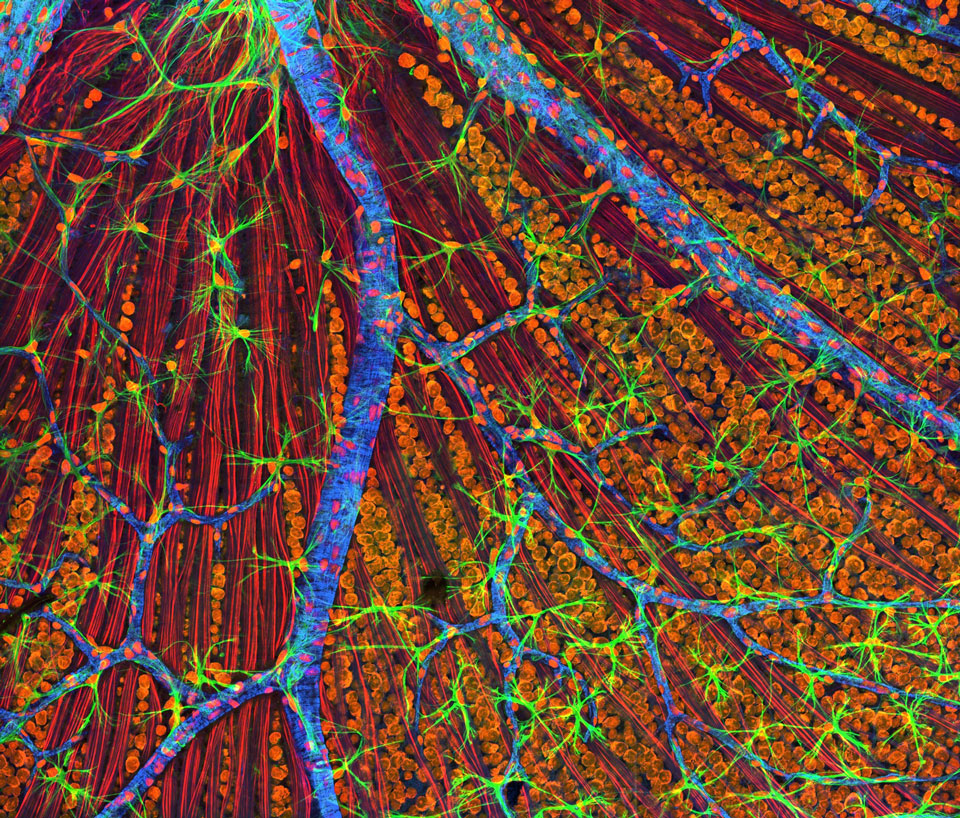 graphic of brainwaves