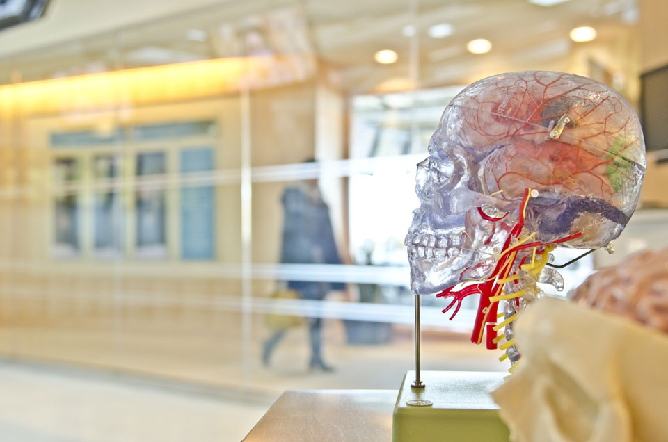 clear human skull model