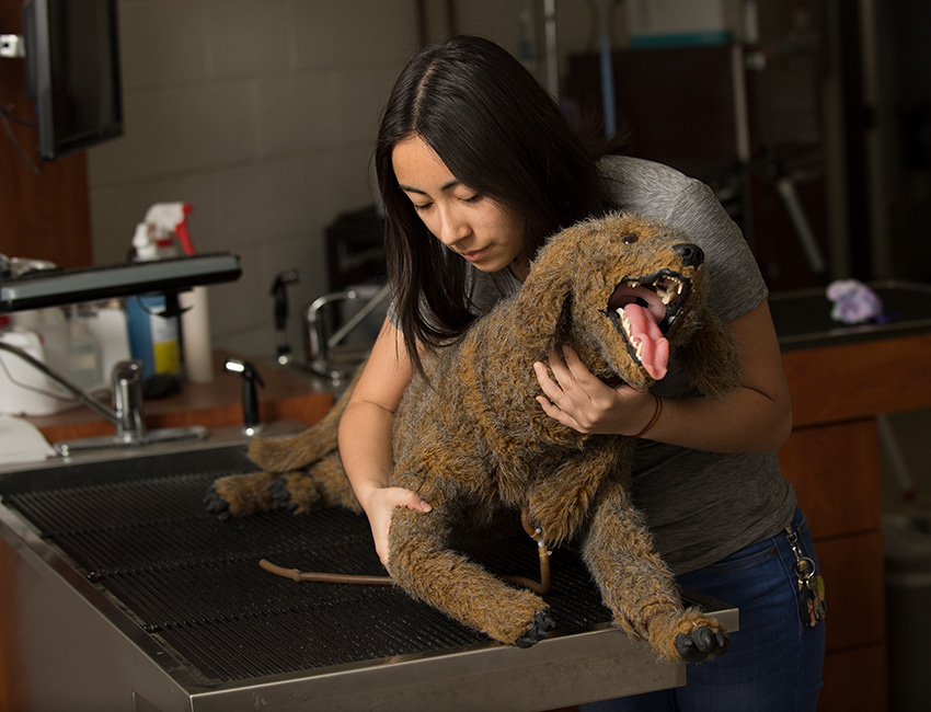 A female student works with a Dog Plush