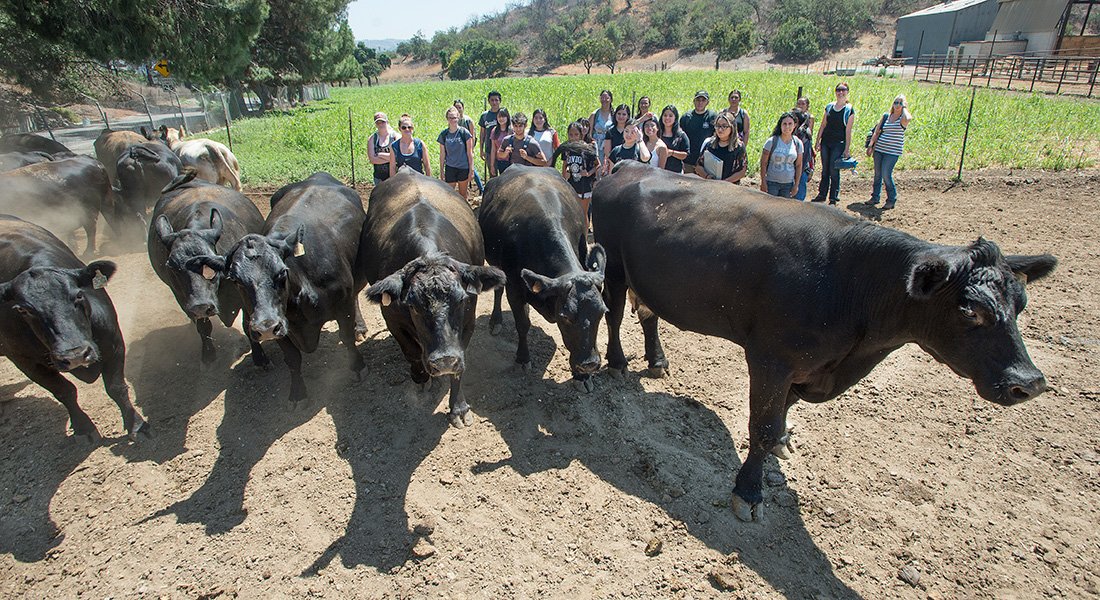 First Day of Animal Vet Science with cows