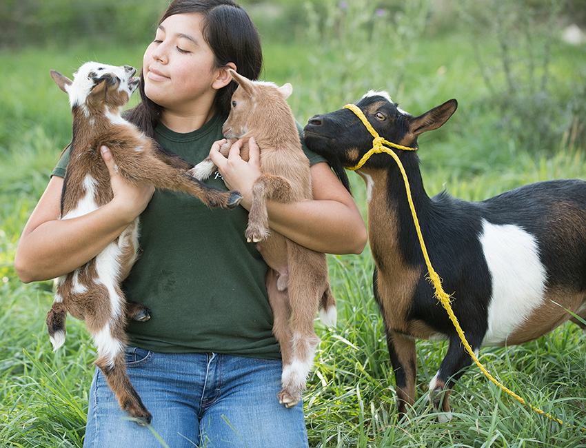 female student tends to baby goats