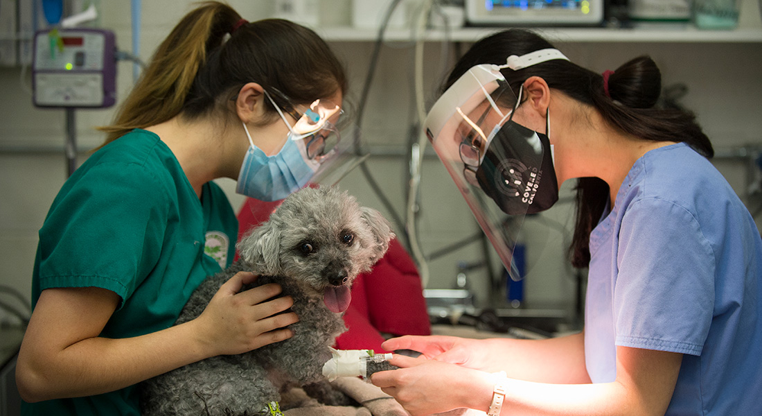 Two female vet students give a poodle a vaccine