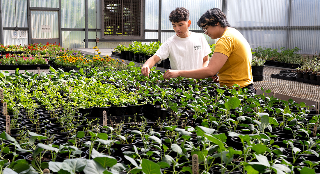 Two male students in the green house look at plants