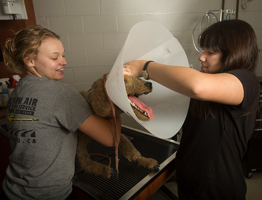 Animal Health Science Students work with a dog.