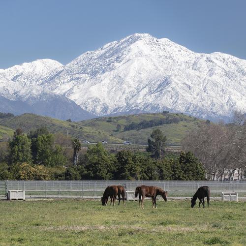 horses and mountains