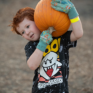 A boy carries a pumpkin on his shoulder.