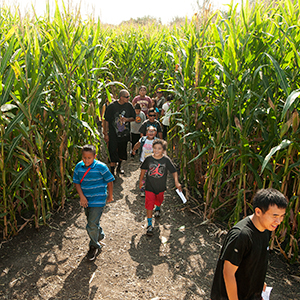 Kids and parents file out of a corn maze, whose stalks tower over them.