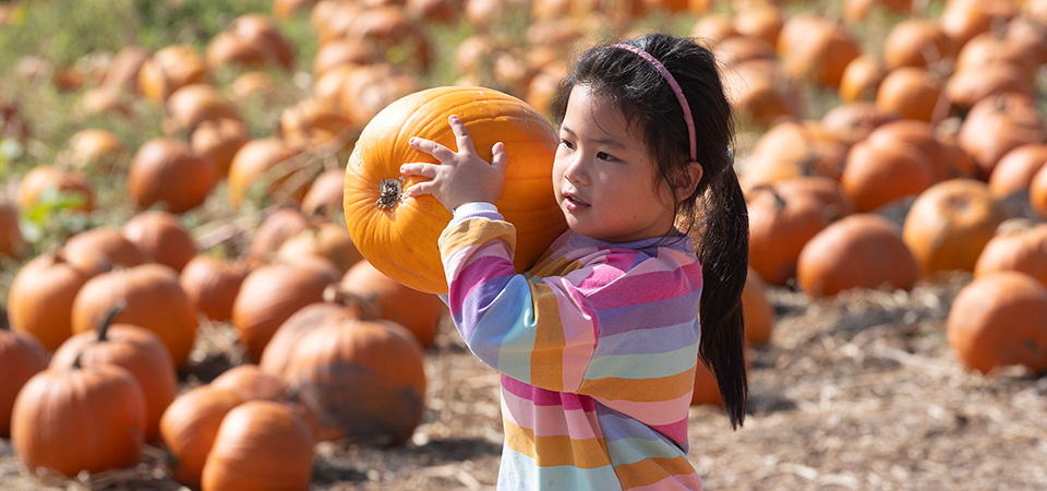 A girl carries a pumpkin on her shoulder.