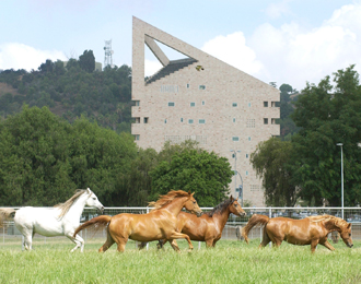 CPP horses running in the field with CLA tower in the background