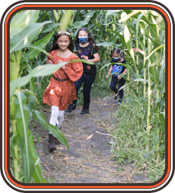 kids running in the corn maze