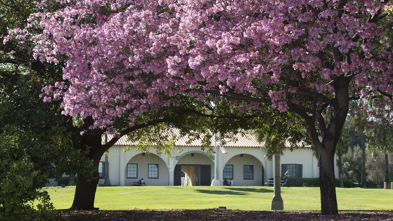 Cherry blossom in front of stables