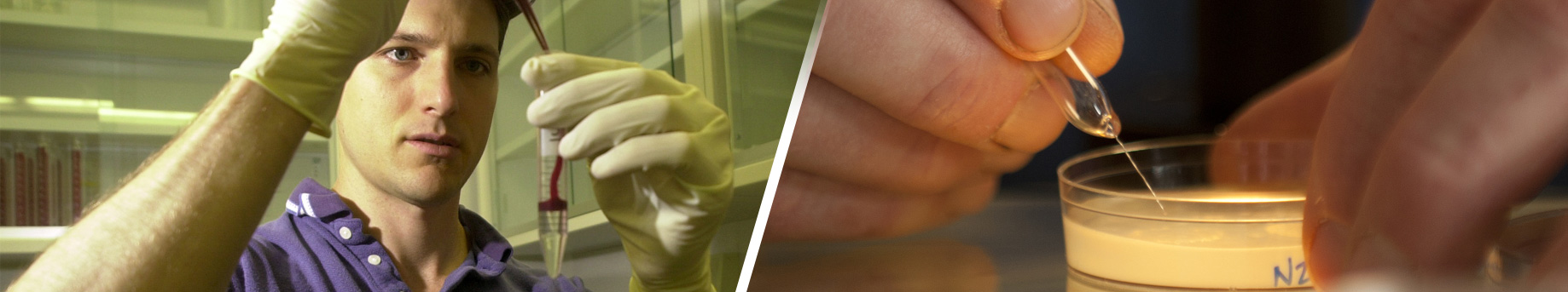 person examines test tube with blood and another studies a sample in a Petrie dish