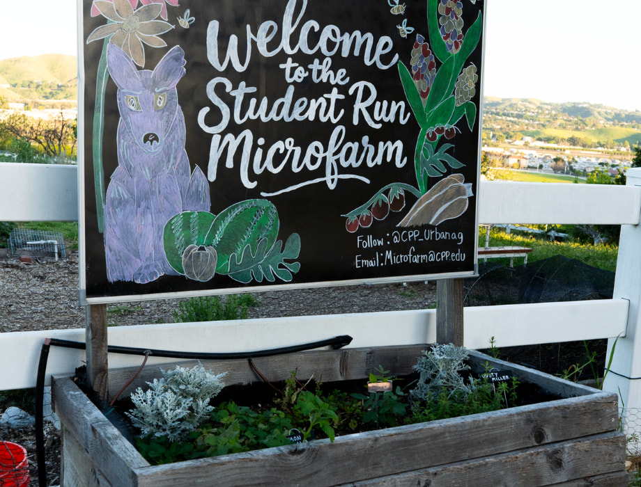 Chalk sign board reading 'welcome to the student run microfarm' with drawings of fruit and vegetables in front of a white fence outdoors above a herb garden box