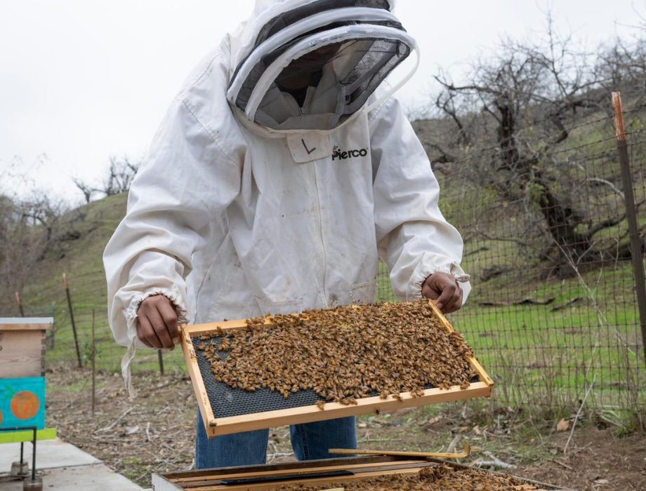 Apiary student in a hooded beekeeping suit holding a frame of bees and looking down at it.