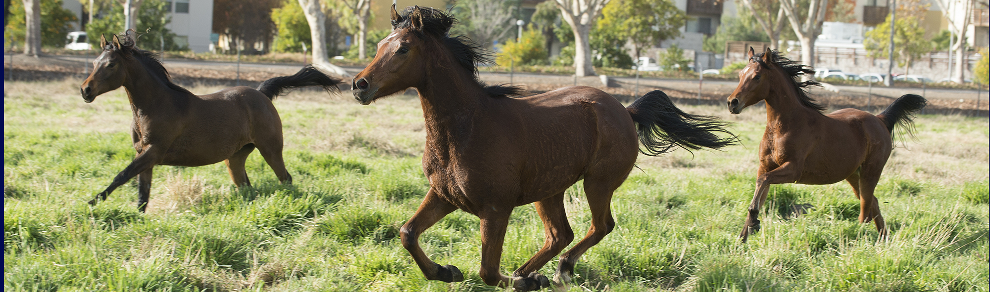 CPP Arabians at Dawn