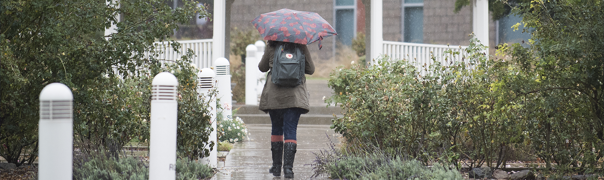 Person walking through Rose Garden with an umbrella in the rain