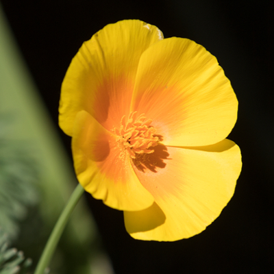 Yellow Flower