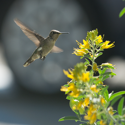 humming bird