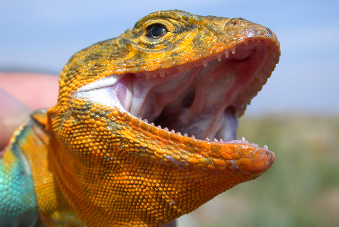 Male Eastern Collared Lizard 