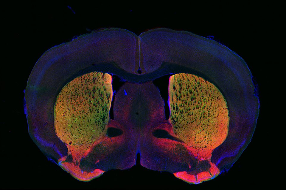 Striatum in mice