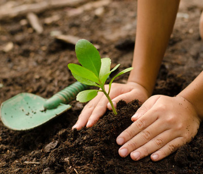 Hands planting a plant